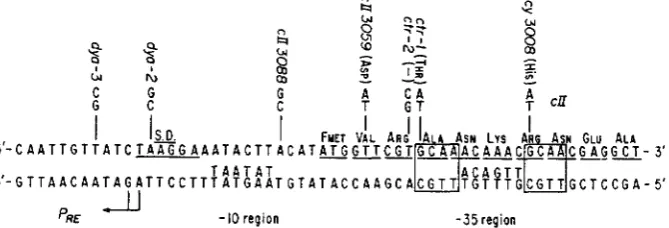 FIGURE ].-DNA are indicated. The SCHMEISNER the recognized by (1984), and the strands 1980)