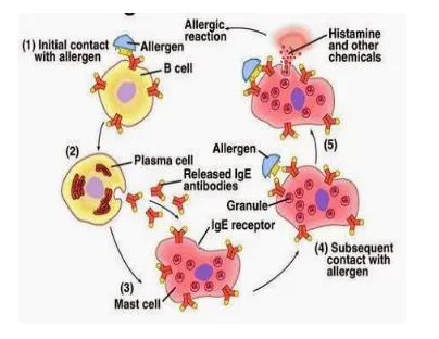 Figure No. 3: Scheme of Allergic reaction 
