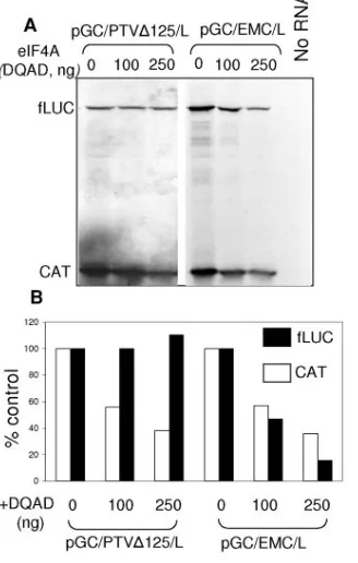 FIG. 1. Insensitivity of the PTV-1 IRES to a dominant negativemutant form of translation initiation factor eIF4A
