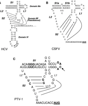 FIG. 4. Comparison of predicted secondary structures of domains IIIe and IIIf of the HCV, CSFV, and PTV-1 IRES elements