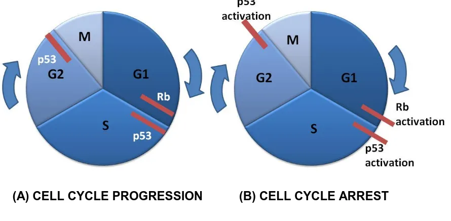 Figure 2.4. Cell cycle progression (A) and inhibition (B).  The cell cycle is arrested at checkpoints by the action of inhibitors, such as p53 and retinoblastoma (Rb) gene