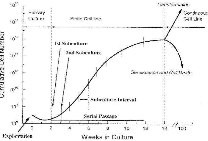 Figure 2.6. Progression of a typical cell culture.  Cell number increases over 