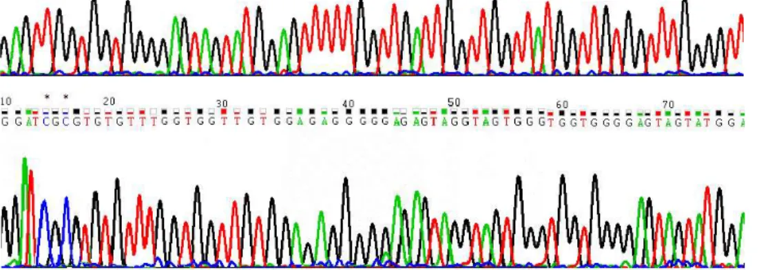 Fig. 2: Methylation specific PCR of the promoter region of P16 gene. Sample 7 is hetrozygously methylated and the others are unmethylated