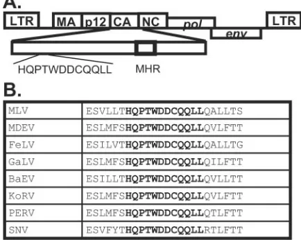 FIG. 1. Location and sequence of the 12-amino-acid motif. (A) Lo-cation and sequence of the motif in MLV (amino acid 48 to 59 of MLV