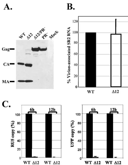 FIG. 2. Analyses of the protein and RNA contents of cell-freevirions and viral DNA generated by infection
