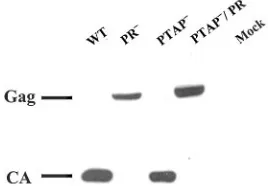 FIG. 5. Electron micrographs of virions derived from HIV-1 wild-type or mutant vectors