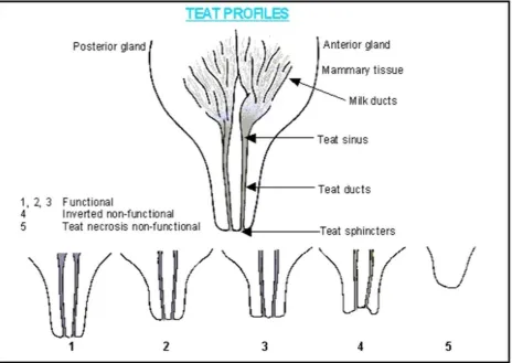 Figure 2. Muirhead and Alexander (1997) illustrate the anatomy of a functional teat and how to classify teats
