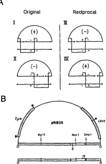 FIGURE 1 are required to yield a circular product. In the original cross, with single crossovers between a linearized plasmid and homologous type recombinants are formed by a single crossover that falls within the plasmid linearized on the left of the mark