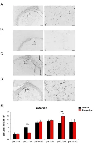 Fig. 3. Developmental GFAP expression after fluoxetine treatment in the putamen. (A)  GFAP expression under control conditions at postnatal day (pd) 36