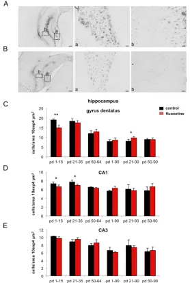 Fig. 4. Developmental GFAP expression after fluoxetine treatment in the  hippocampus. (A) GFAP expression under control conditions at postnatal day (pd) 16