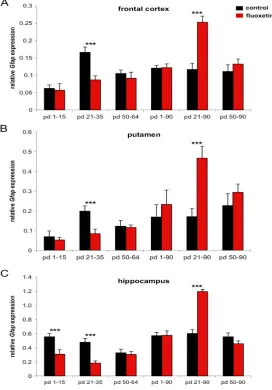Fig. 1. Developmental  Gfap-mRNA expression under control versus fluoxetine treated conditions