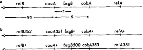 Figure 2b. This gene order data, but predicts that, in addition to class is consistent with all the available 1 and 2 haploids (Table 3), one may also obtain coumarin- resistant (couA+), cobalt-sensitive (cobA+) haploid sec- tors unable to grow on B