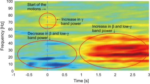 Figure 1 (b) shows an isomagnetic field map of the  brain. Intracellular currents are generated by the activities  of the neurons related to the motions, and they generate  magnetic fields around them