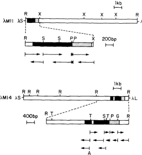 FIGURE 1 .-Restriction A processed pseudogenes 
