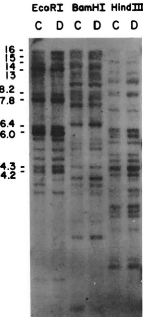 FIGURE 6.-Genomic blot endonucleases EcoRl, on 0.75% agarose and hybridized with mouse LDH-A cDNA probe in overnight and washed twice with 1 bridization estimated sizes (kb) lated sequences