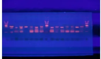 Fig. 1A. Controls and a 100 bp DNA ladder 