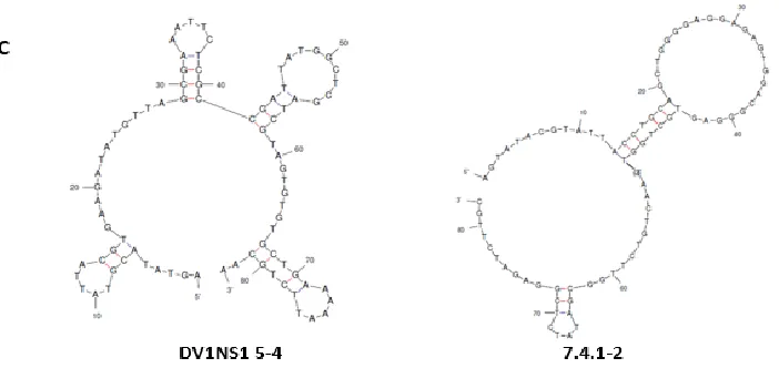 Figure 1: Selection of Single-Stranded DNA Aptamers.  (A) General selection strategy was to immobilize 6xHis-DV1 NS1 on Ni beads with 1 hour blocking of irrelevant binding with FBS