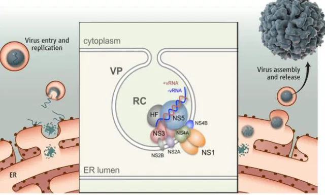 Figure 3: Flavivirus Replication Complex.  Replication of flavivirus genome in vesicle packets of ER membrane