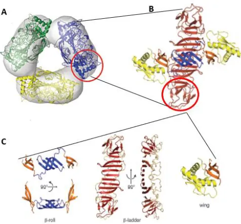 Figure 4: Structure of NS1.  sNS1 hexamer (A) is made up of three NS1 homodimers (B) that are connected to form a barrel-like structure