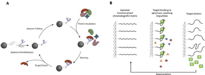 Figure 5: Aptamer Based Affinity Chromatography.   Figure adapted from Lonne, et al. (300) (A) and Smuc, et al