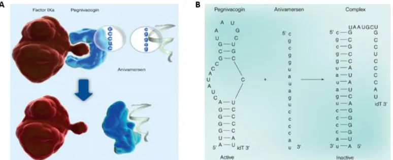 Figure 6: REG1 Aptamer Based Anticoagulation System.    Figure adapted from Vavelle, et al