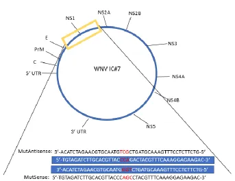 Figure 1: Introduction of Full Codon P320S Mutation into WNV Infectious Clone.  Proline to serine full codon mutation was introduced into our West Nile Virus infectious clone using the Agilent Technologies QuikChange Mutagenesis kit