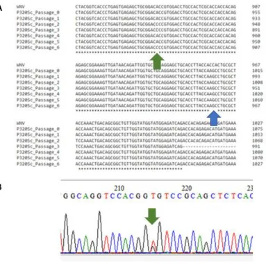 Figure 2: Stability of P320Sc Mutation Over 6 Passages.  (A) The mutation from wild type IC#7 (WNV) proline (CCA) to serine (AGC) at NS1 320 was retained over the course of 6 passages (blue arrow)