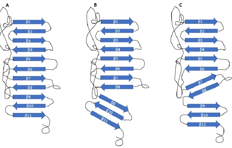 Figure 4: Predicted Disruption of NS1 β-Ladder and Partial Restoration.  We hypothesize that the P320Sc mutation introduces a disruption to the wild-type structure of the NS1 β-ladder (A) between β-strands 8 and 9 (B)