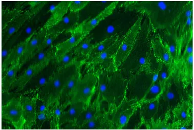 Figure 1: Cell surface epitope characterisation of mesenchymal stem cells using cell surface staining with a primary antibody that recognises CD105 and a fluorescent secondary antibody that shows up green