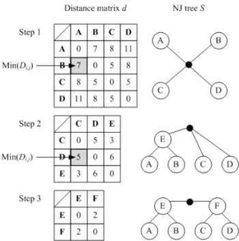 Figure 1. Building process of a phylogenetic tree using the Neighbor-Joining method for a 4x4 distance matrix.