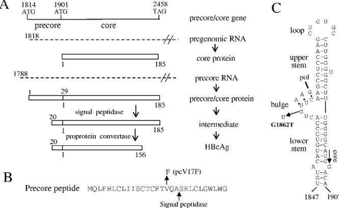 FIG. 1. The precore region encodes the signal peptide for HBeAg and constitutes part of the pregenome encapsidation signal