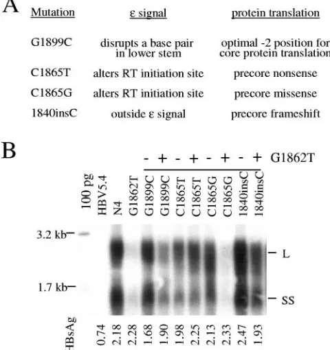 FIG. 5. Replication of the G1862C, T1863A, and C1869A singlemutants or double mutants with G1899A