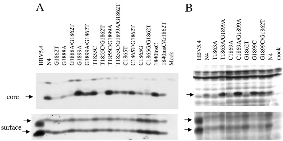 FIG. 7. Western blot analysis of core protein expression by the various constructs. Proteins were separated on an SDS–12% polyacrylamide geland transferred to a membrane, and the core protein was revealed by incubation with a mouse monoclonal antibody (Abcam) followed by