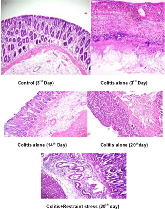 Fig. 6. Photomicrograph of colonic sections, (X40) 