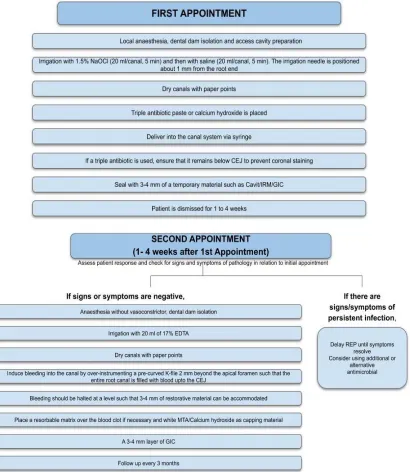 Fig. 1. Traditional regenerative endodontic procedure for a permanent tooth with an open apex 