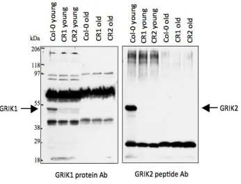 Figure 2. Immunoblotting of proteins from young and old leaves of wild-type Arabidopsis 