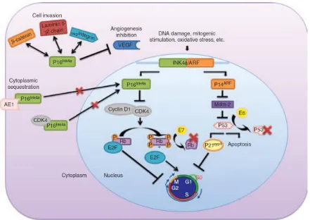 Fig 6: Molecular mechanism of cervical cancer by HPV 