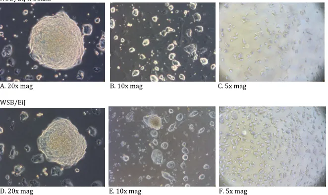 Figure 19: Emerging iPSC.2iS colonies gradually become ESC-like in culture Figure'19:'Emerging'iPSC.2iS'Colonies'gradually'become'ESC;like'in'culture'(A,!C)!Emerging!iPSC.!2iS!colonies!from!both!strains!were!rough!and!somewhat!undefined.!(B!and!D)!Prolonge