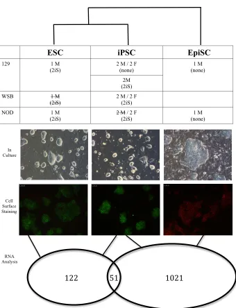 Figure 25: iPSC vs. ESC and iPSC vs. EpiSC comparisons excluding WSB ESC  The table lists the iPSC, ESC, and EpiSC samples included in RNA sequencing