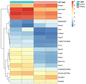 Figure 26: Difference between 129 iPSCs maintained in 2iS media vs. no 2iS media   129/SvImJ males were derived and maintained in standard ESC+LIF media for 16 passages and then transferred and maintained in 2iS media for eight passages