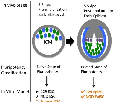 Figure 2: Difference between permissive and non-permissive strains  ESCs can be derived from the inner cell mass of the 3.5 pre-implantation early blastocyst of the permissive 129/SvImJ mouse strain