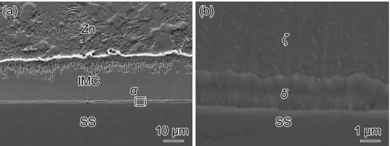 Figure 1. (a) Cross section microstructure of Fe-Zn intermetallics formed on stainless steel passivated in air for 24 h for 12 h reaction, (b) macromorphology of α in Fig