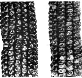 FIGURE 2.-I:ars difTerenre in aleurone pigmentation k i n g  kernels. which mottled, (left) rrsultirlg from niiitings of a single R'/R;: F:, malr plinnt on an r'/r' female ancl nn r ' ( I )  3/r'(I)3 female (right)