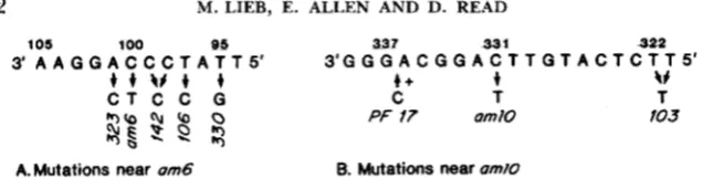 FIGURE 7.--Mutations with in the vicinity of am6 and amIQ that appear to be corepaired in crosses these ambers