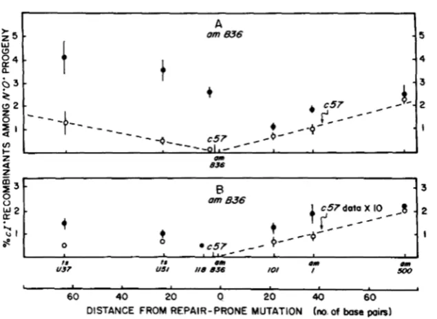 FIGURE 4.-Recombination mutation of amB36 with nearby markers. 0, data from control crosses using c57
