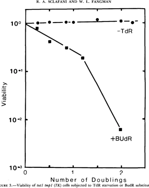 FIGURE  3.-Viability  of  tutl  t m p l   ( T K )  cells  subjected  t o  T d R  starvation  or  BudR substitution