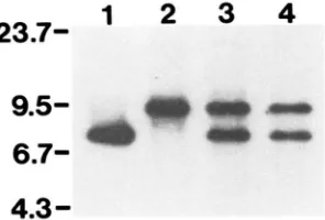 FIGURE 2.-Analysis yeast DNA was digested with AND KT-IATS, KT-IAD and KT-IATD. respectively (lanes 2 and of DNA insertions in duplication and lcu2-I replacement strains