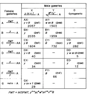 FIGURE 4.-The gamete types of gyn-F9 inferred from the cross between gyn-F9 females and y bottom row, the number of progeny recovered