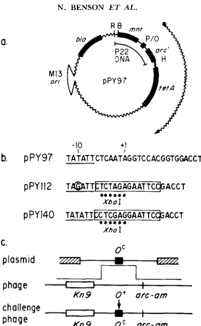 FIGURE 0‘ and pPY140. Unique restriction sites within the subsitutions are designated; note that they are and the substitutions (boxed) within this region carried by otherwise isogenic plasmids pPY 1 12 wild-type flanked gene, indicated by the arrow, origi