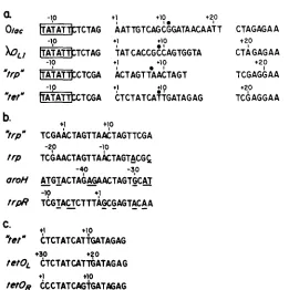 FIGURE 4.-Design of operator substitutions on challenge phages. a, Positions of cloned asym- Trp operator and the are underlined